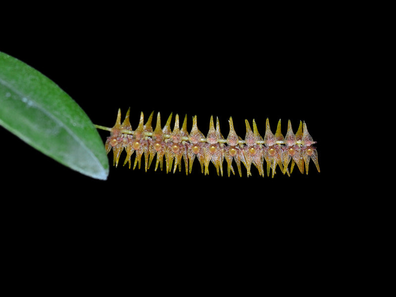 Lepanthopsis acuminata