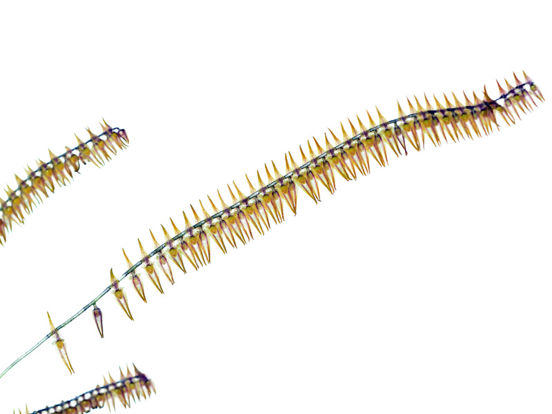 Lepanthopsis acuminata