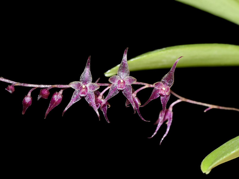 Lepanthopsis astrophora