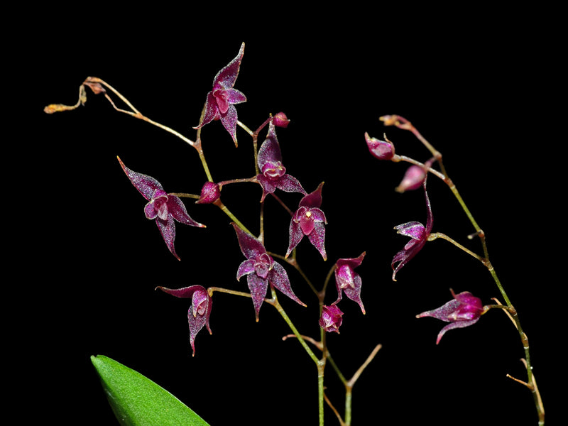 Lepanthopsis astrophora