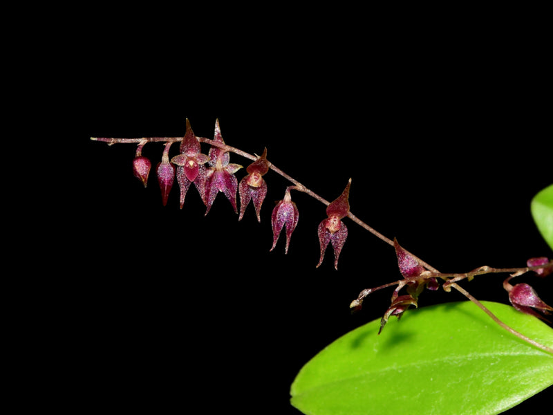 Lepanthopsis astrophora x Lepanthopsis hirtzii