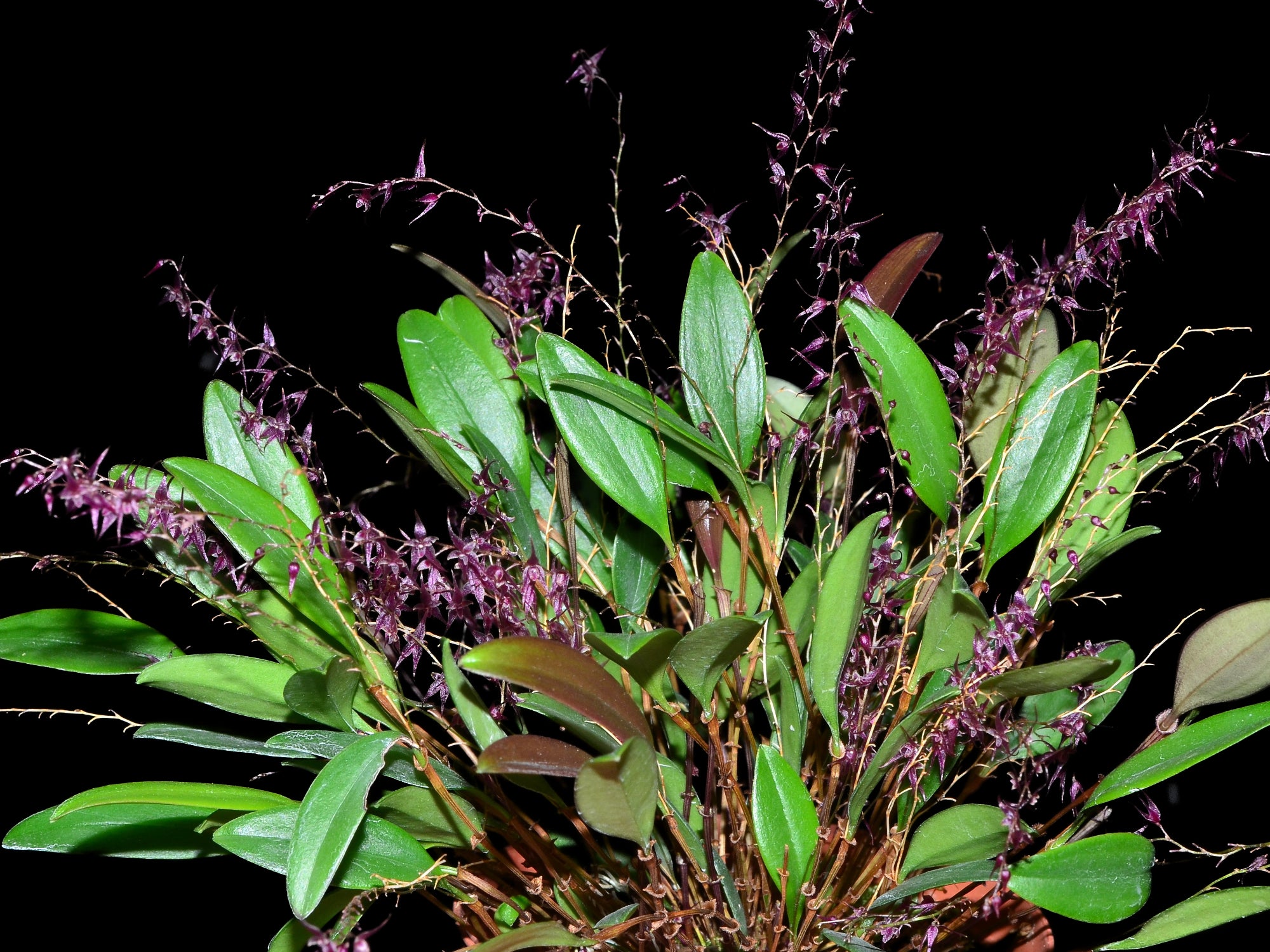 lepanthopsis astrophora x hitzil ハイブリッド Lepanthopsis astrophora x Lepanthopsis peniculus — Ecuagenera