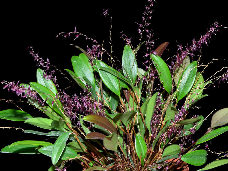 Lepanthopsis astrophora x Lepanthopsis peniculus