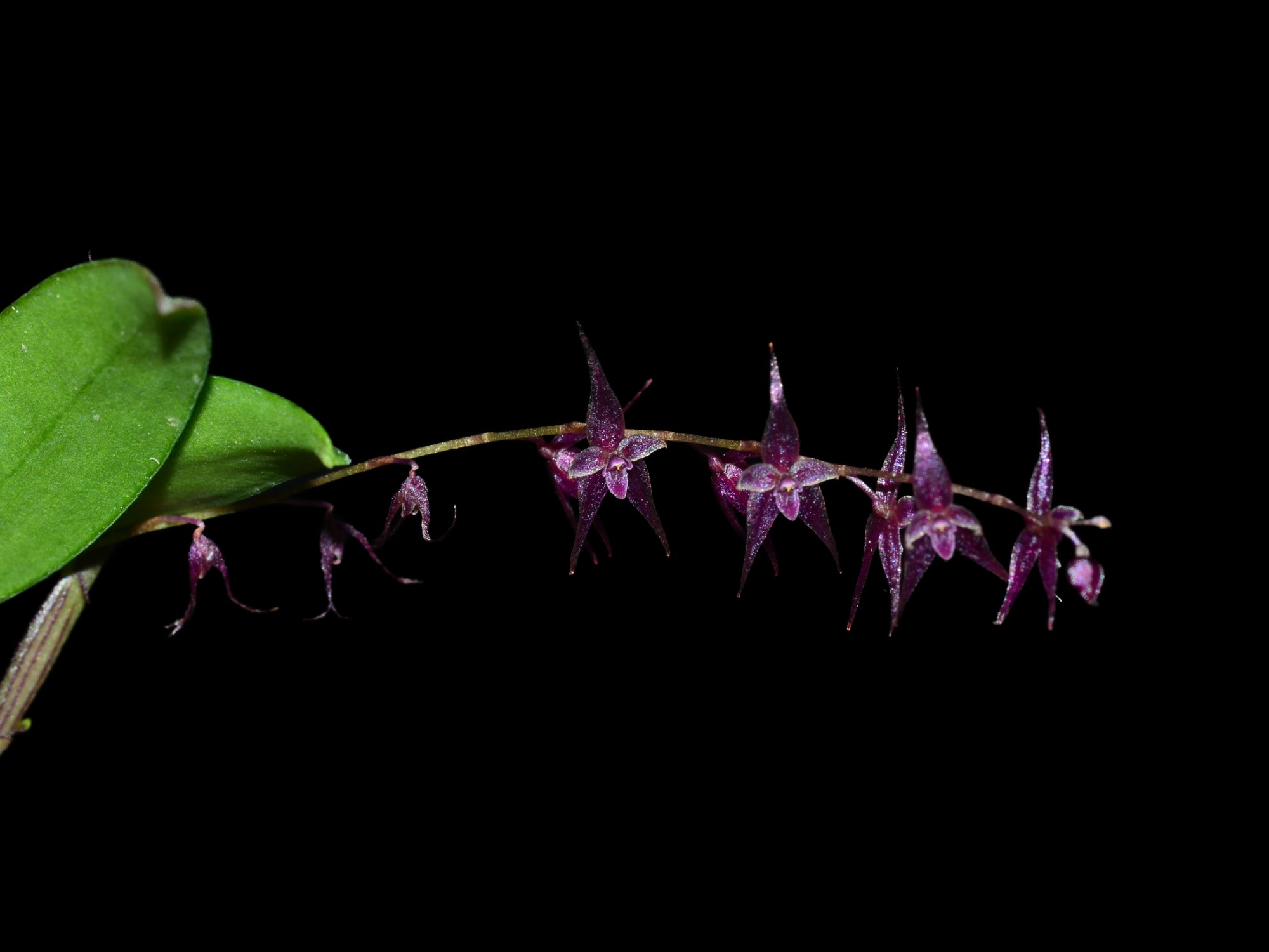 Lepanthopsis astrophora x Lepanthopsis peniculus — Ecuagenera