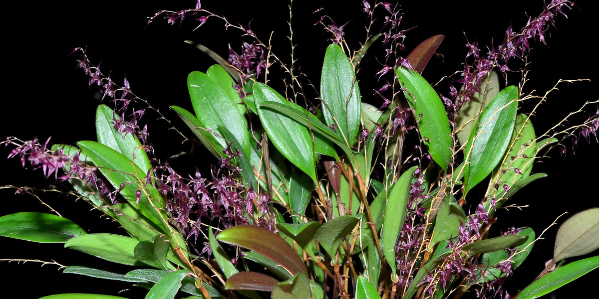 Lepanthopsis_astrophora_x_Lepa