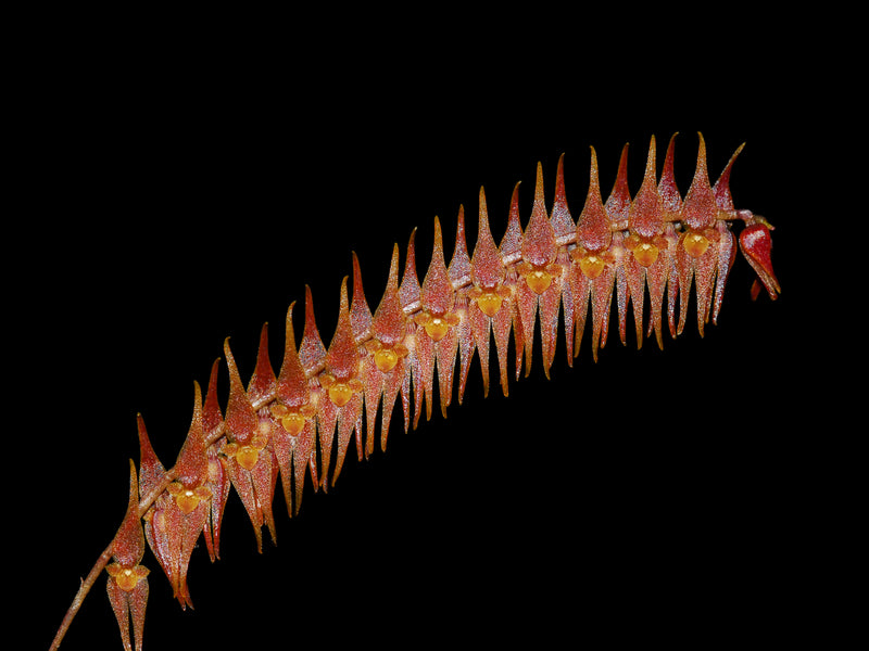 Lepanthopsis hirtzii