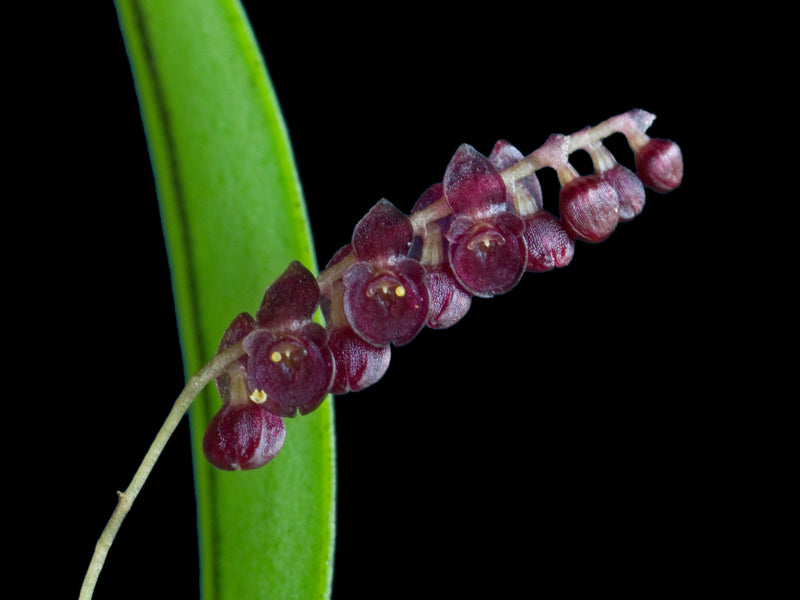 Lepanthopsis ubangii