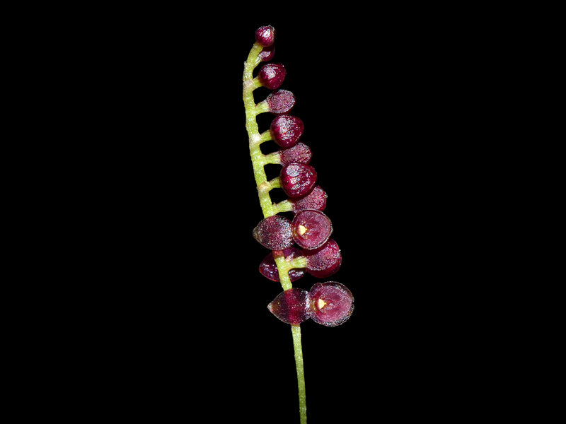 Lepanthopsis ubangii