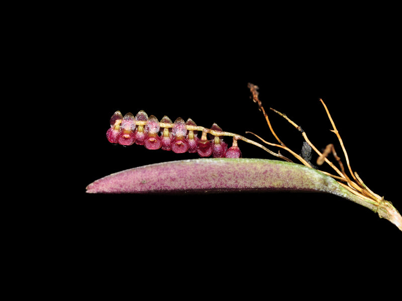 Lepanthopsis ubangii