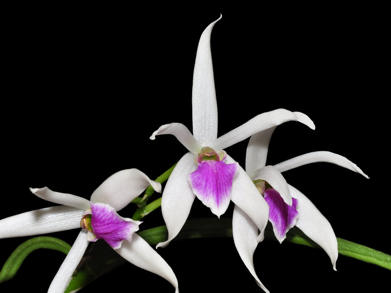 Leptotes Leptotes bicolor — Ecuagenera Orquídeas del Ecuador