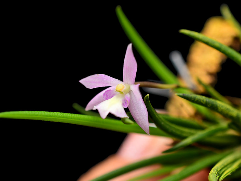 Leptotes pauloensis