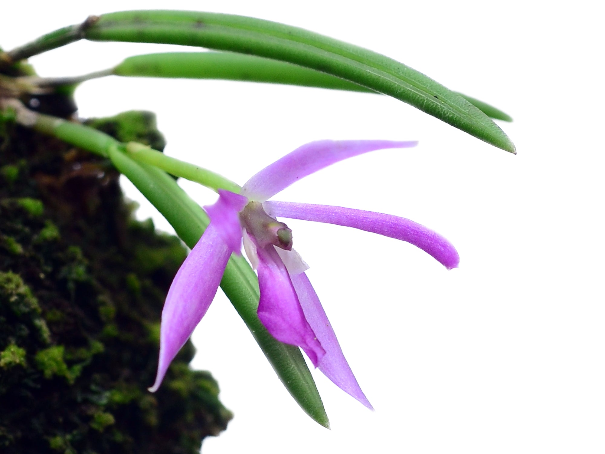 Ecuageneraus Leptotes pohlitinocoi - Thumbnail 3