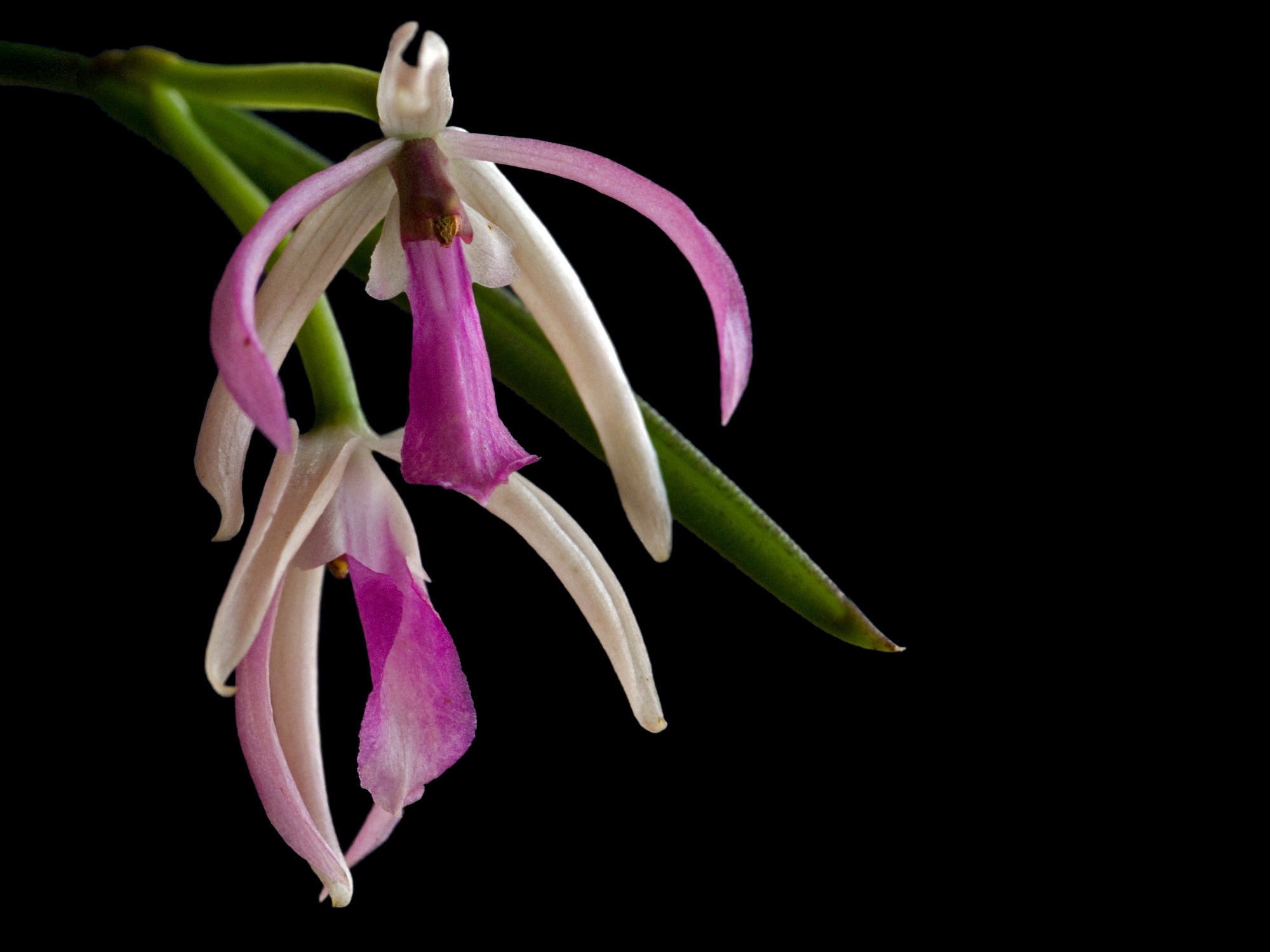 Ecuageneraus Leptotes pohlitinocoi - Thumbnail 2