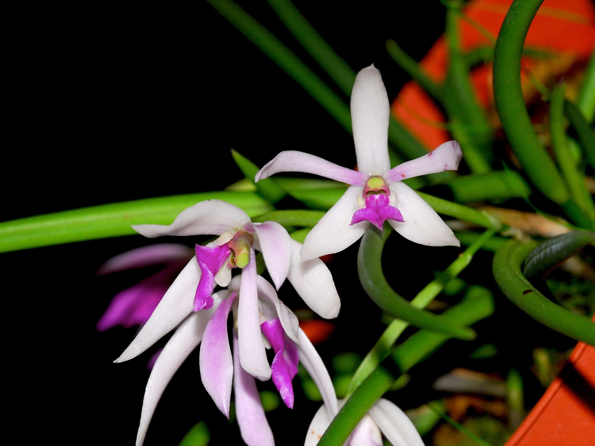 Ecuageneraus Leptotes pohlitinocoi