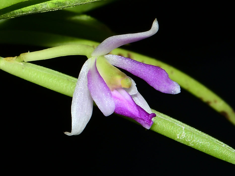 Leptotes unicolor