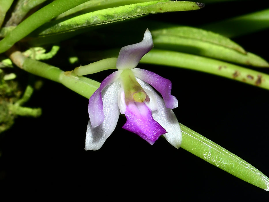 Leptotes unicolor