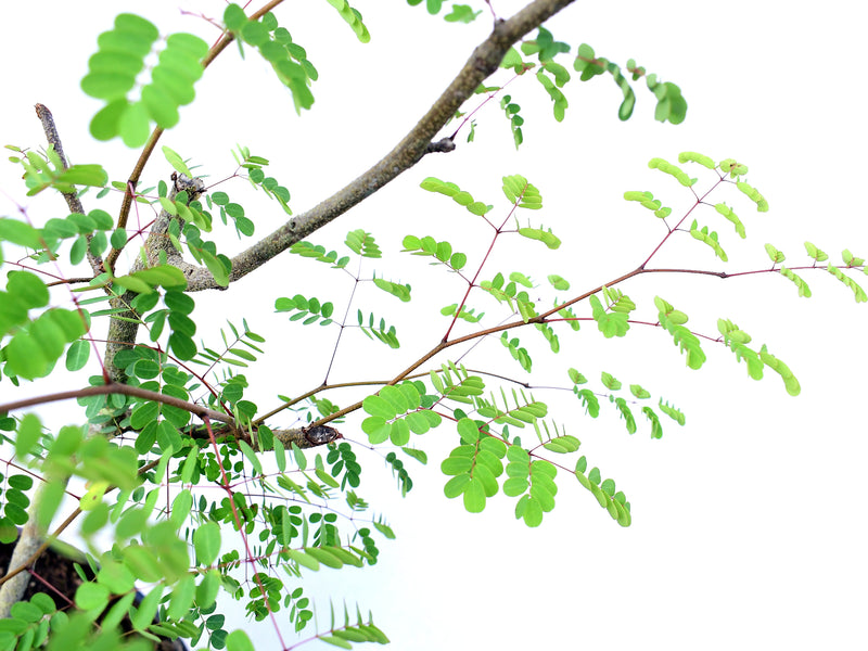 Libidibia glabrata