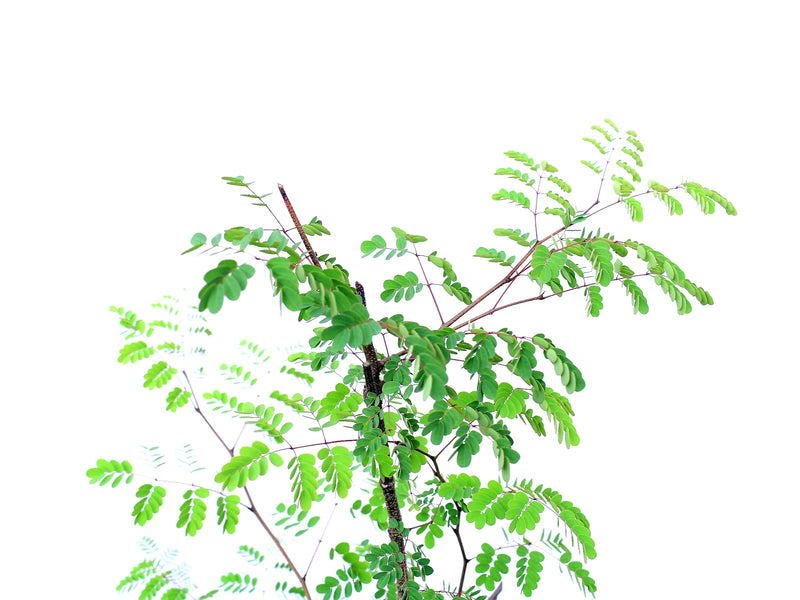 Libidibia glabrata