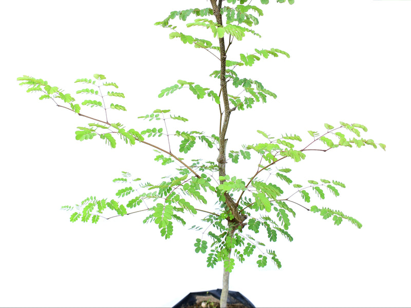 Libidibia glabrata