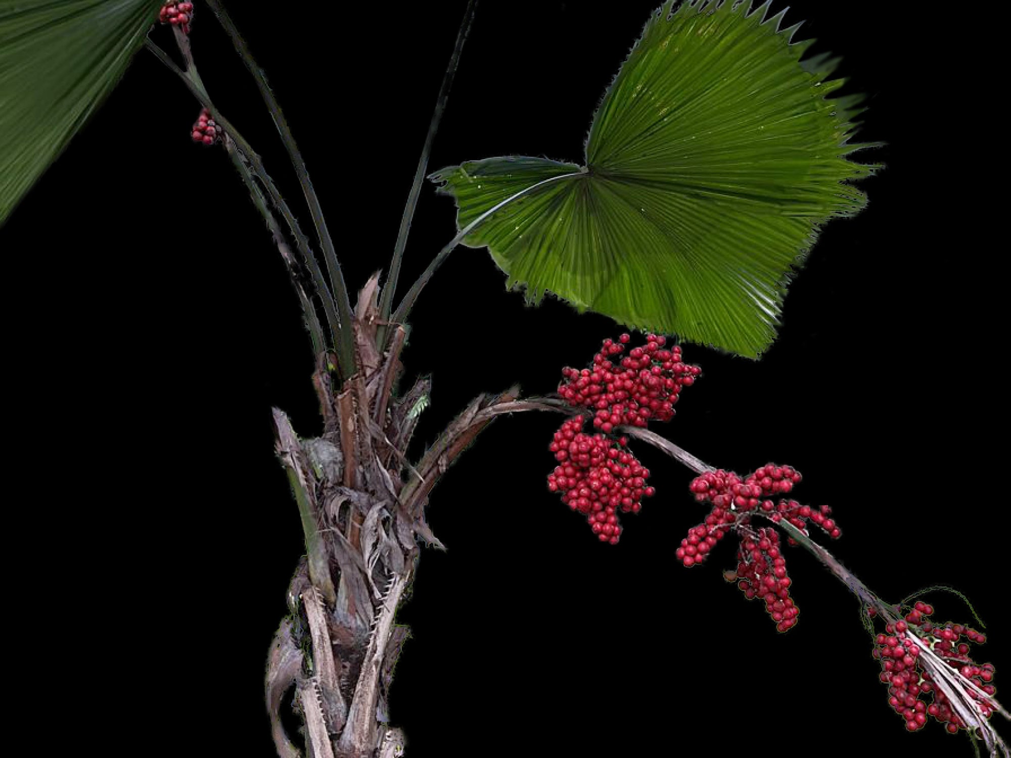 Licuala grandis
