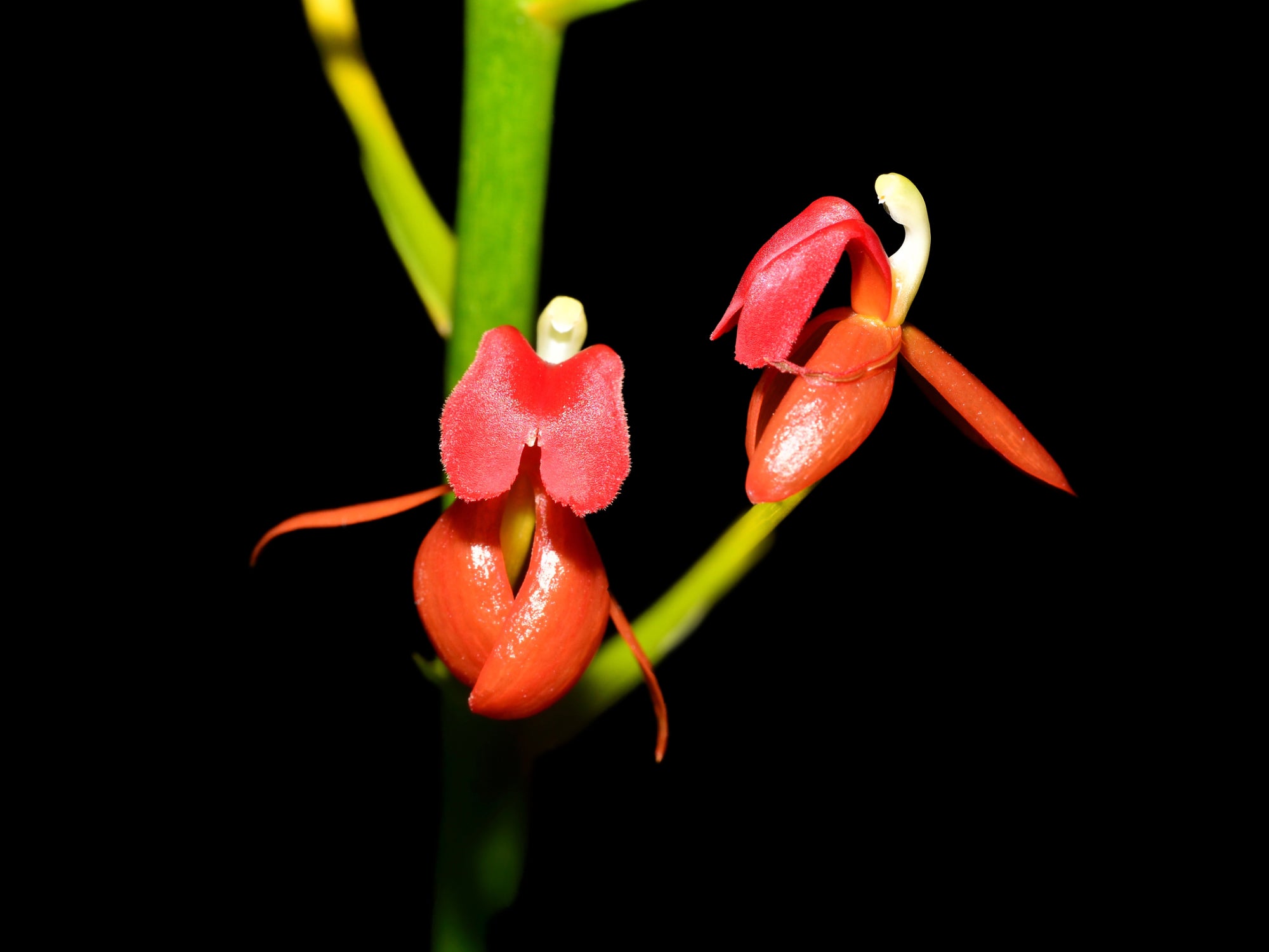 Liparis latifolia