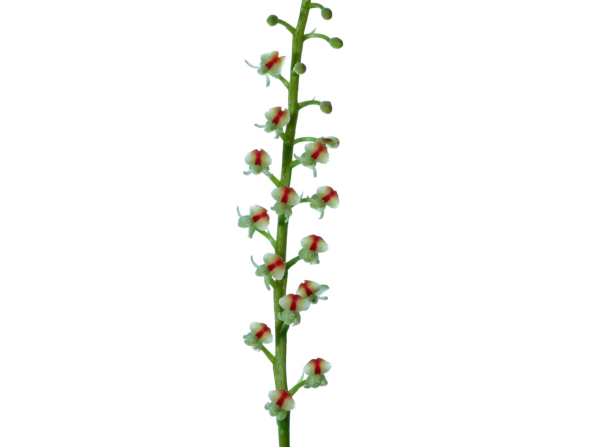 Liparis rhombea