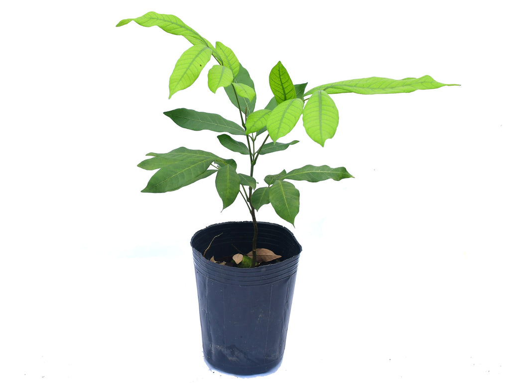 litchi plant in pot Litchi chinensis — Ecuagenera Orquídeas del Ecuador