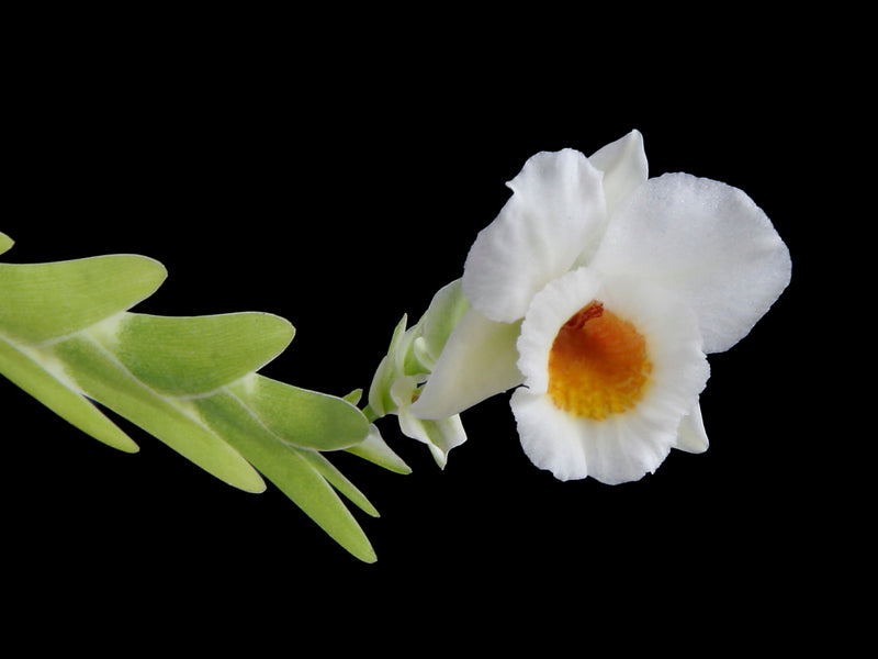 Lockhartia bennettii