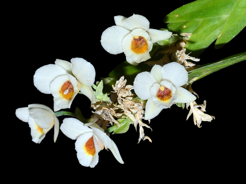 Lockhartia bennettii