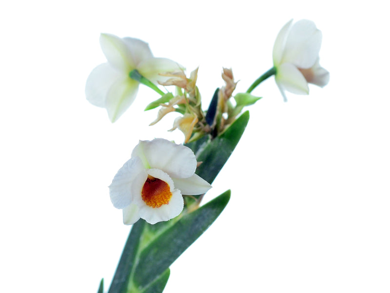 Lockhartia bennettii