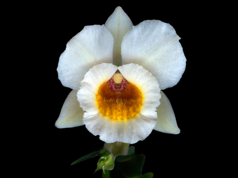 Lockhartia bennettii