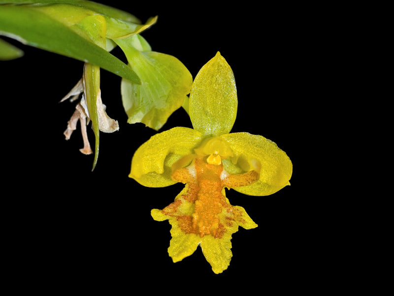 Lockhartia chocoensis