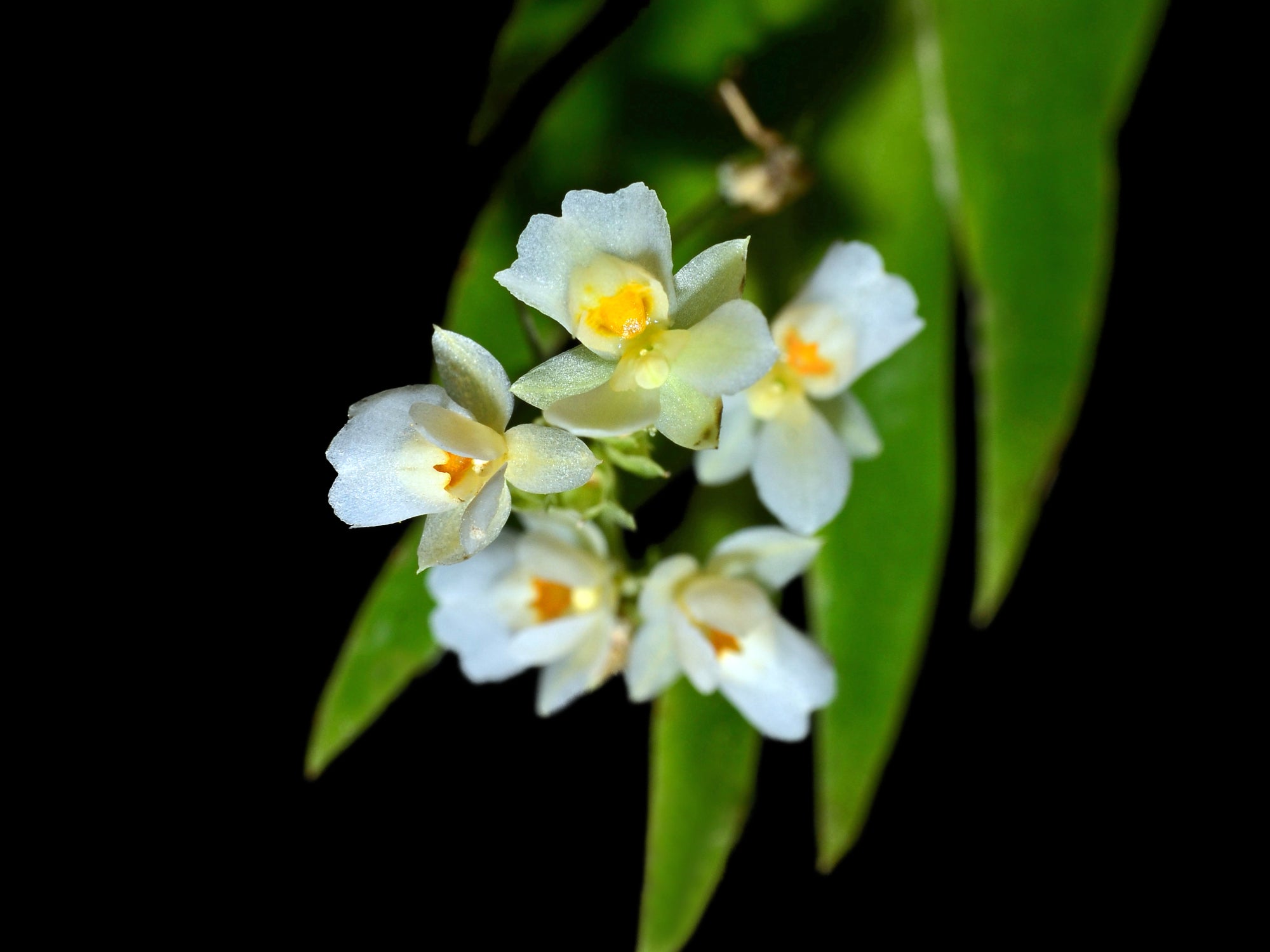 Lockhartia hercodonta