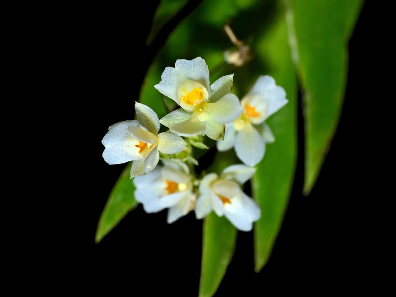 Lockhartia hercodonta
