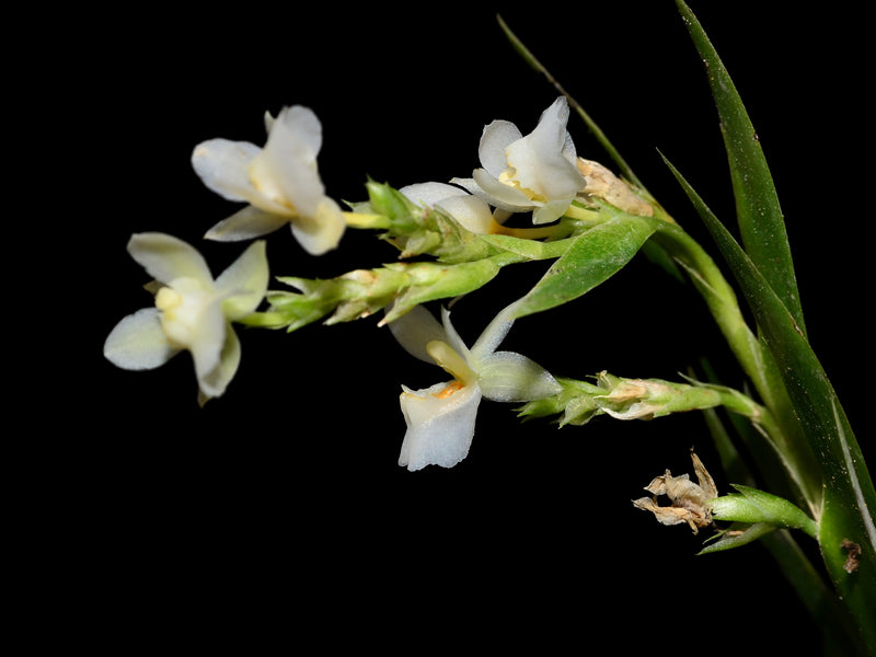 Lockhartia hercodonta