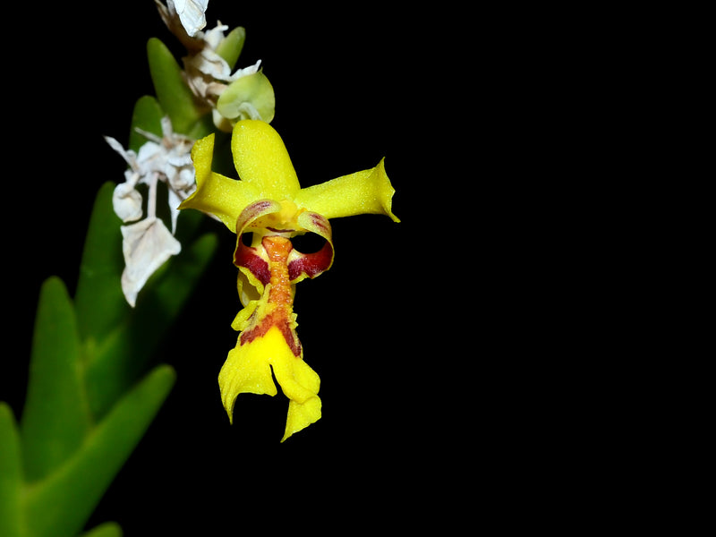 Lockhartia imbricata