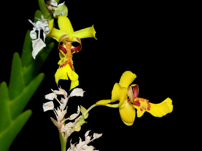 Lockhartia imbricata