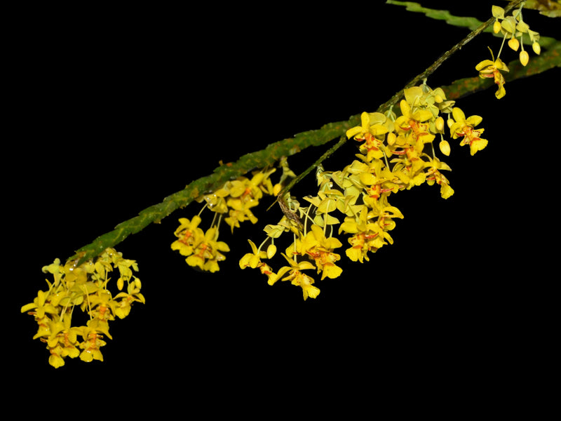 Lockhartia imbricata