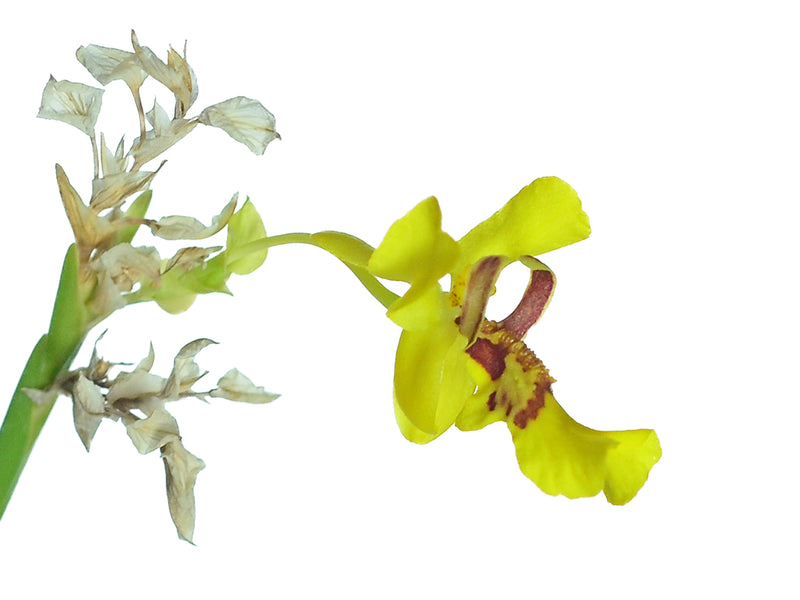 Lockhartia imbricata