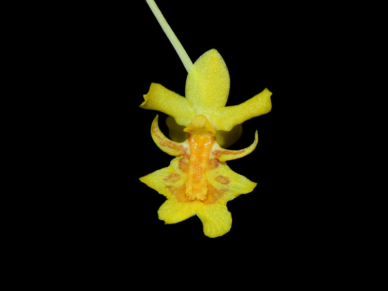 Lockhartia lunifera