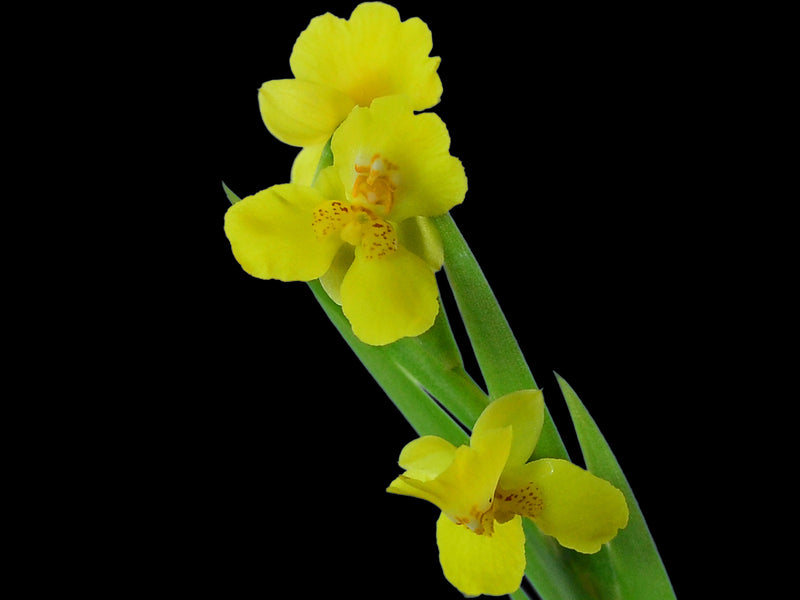 Lockhartia parthenocomos