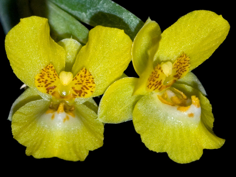 Lockhartia parthenocomos
