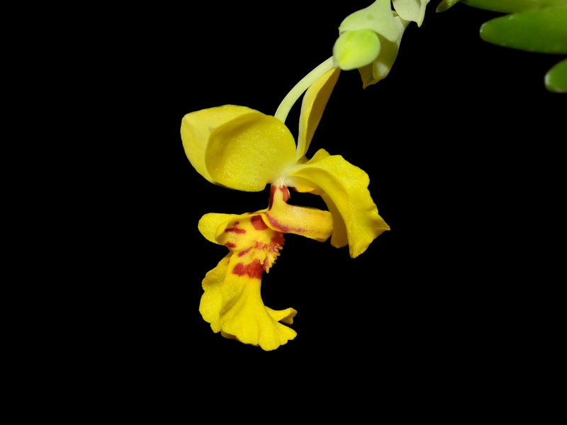 Lockhartia parthenocomos