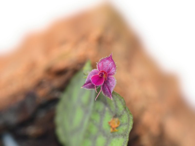 Lepanthes bibarbullata