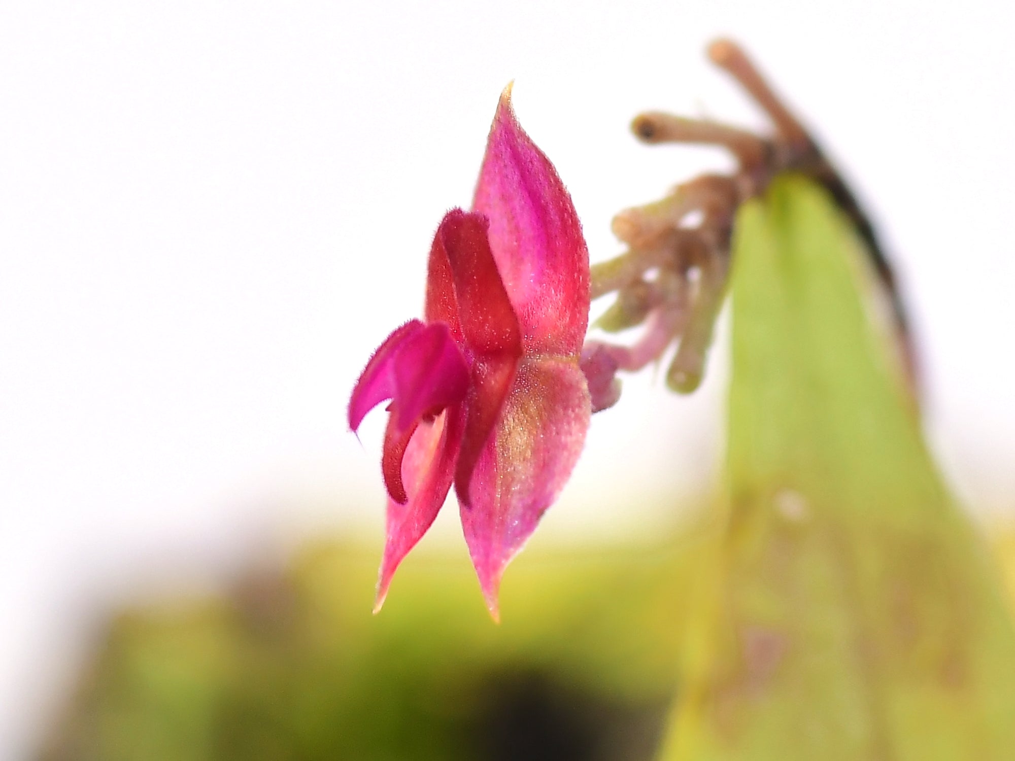 Lepanthes ejecta
