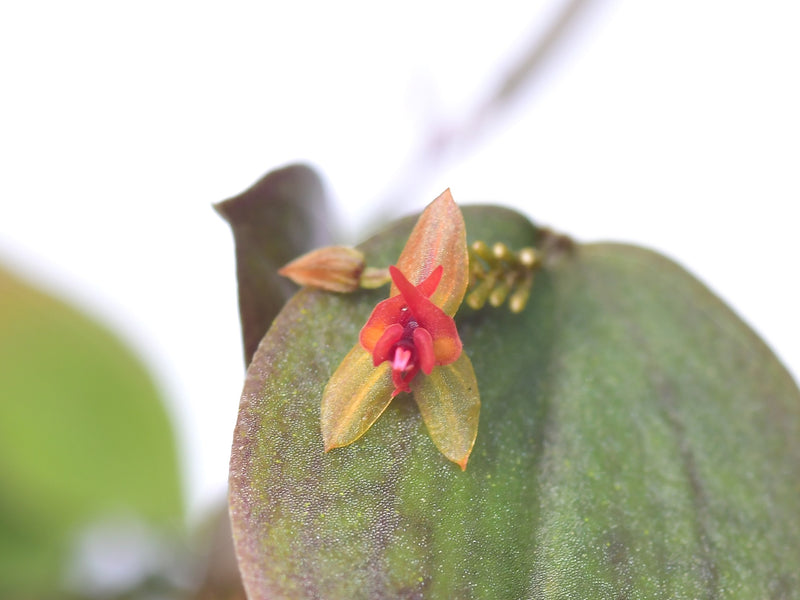 Lepanthes tentaculata x Lepanthes nontecta