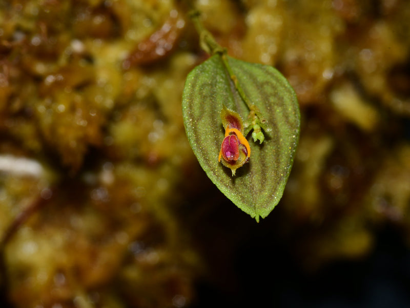 Lepanthes tetrapus
