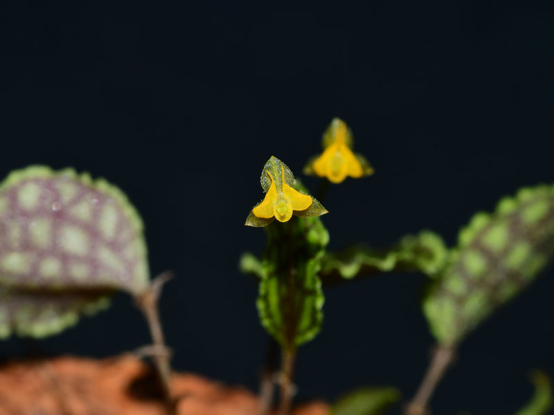 Lepanthes volador f. xanthinum