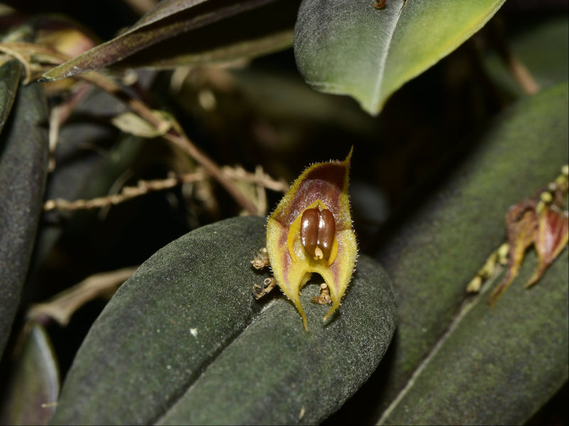 Lepanthes ansaloniae