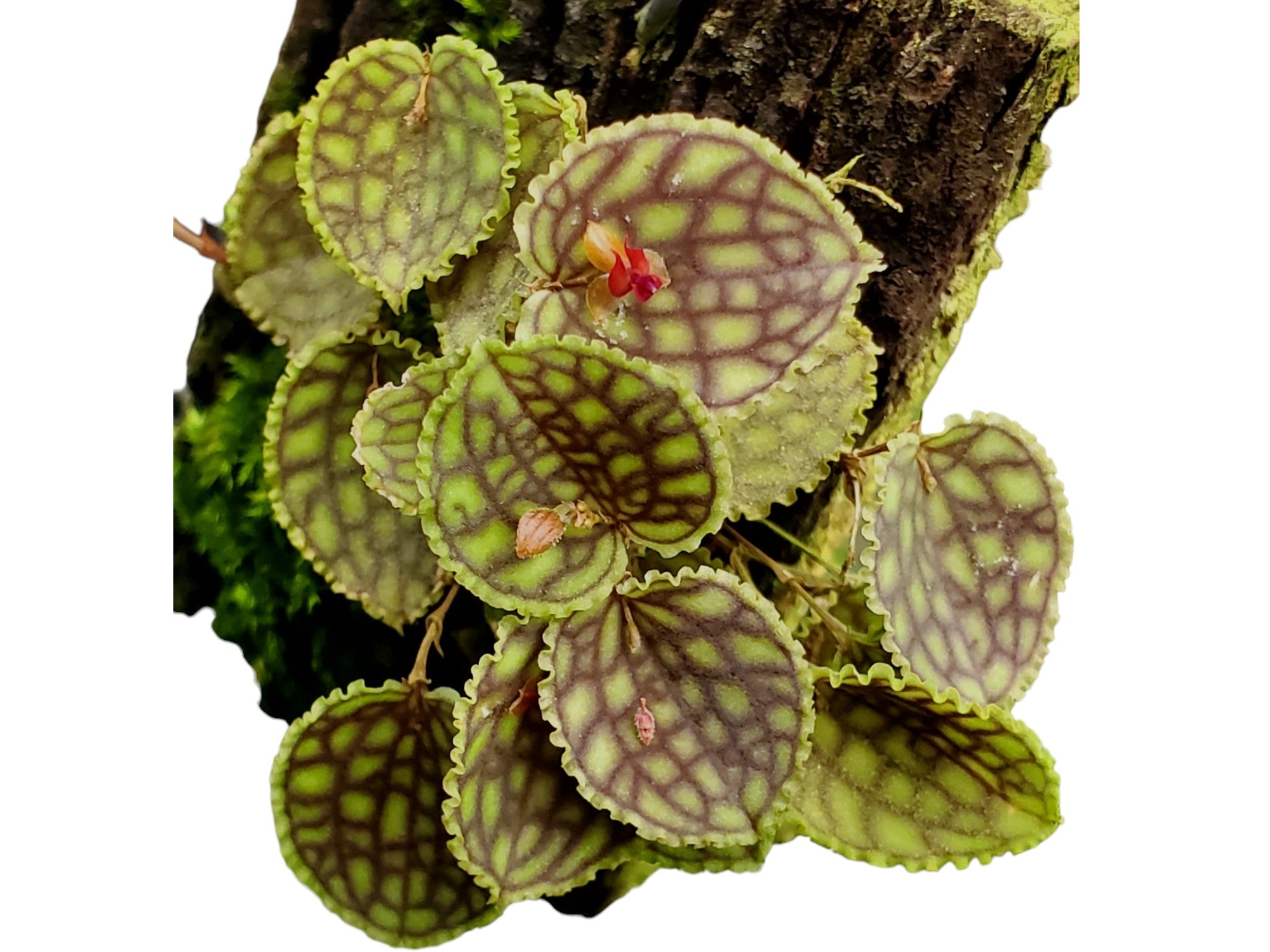 Lepanthes calodictyon cup leafs — Ecuagenera Orquídeas del Ecuador